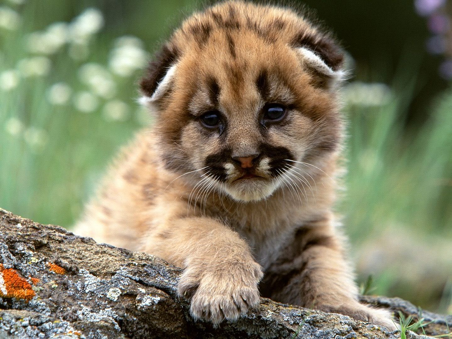 MountainLionCub.jpg