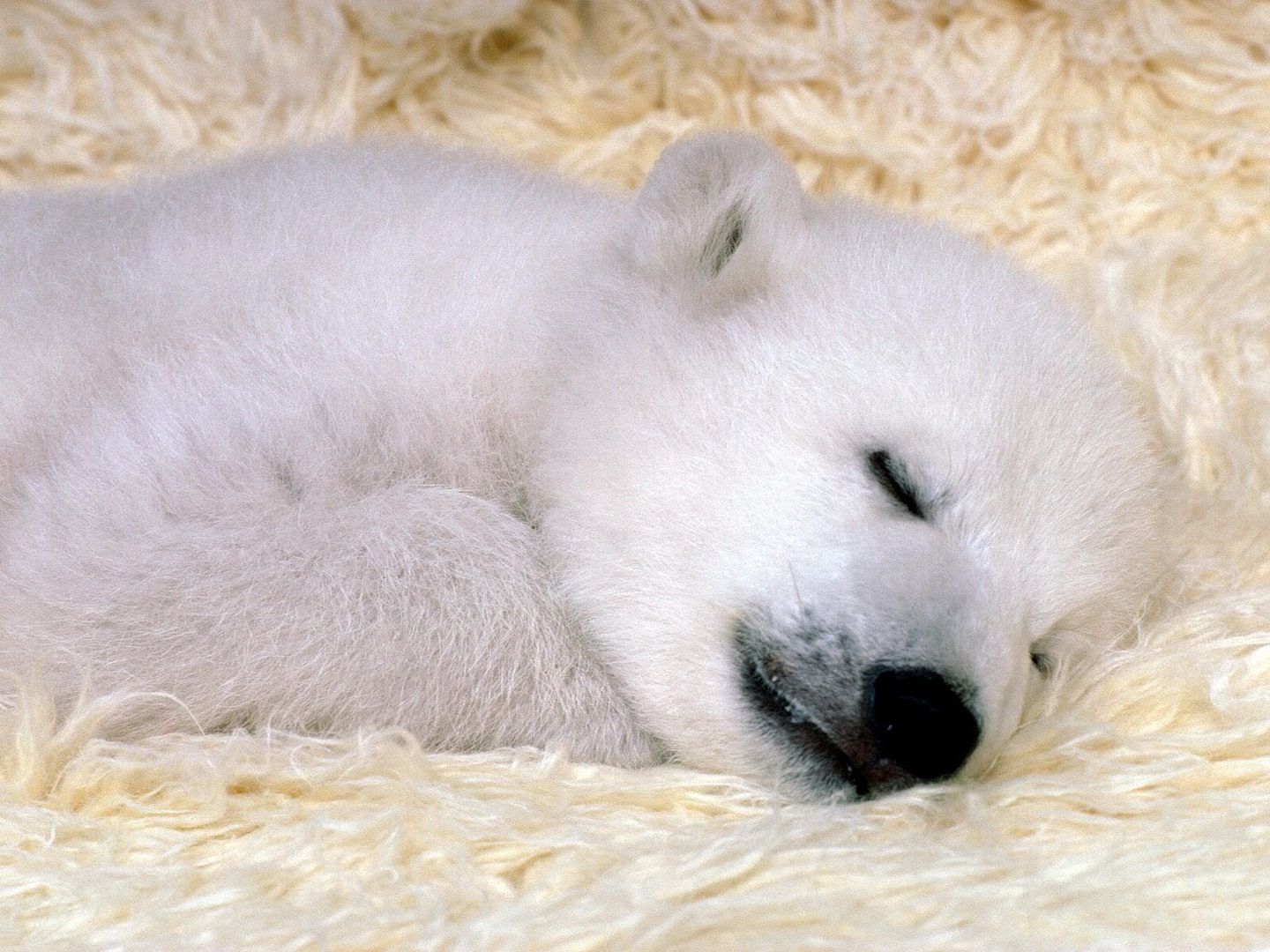 PeacefulDreamsPolarBear.jpg