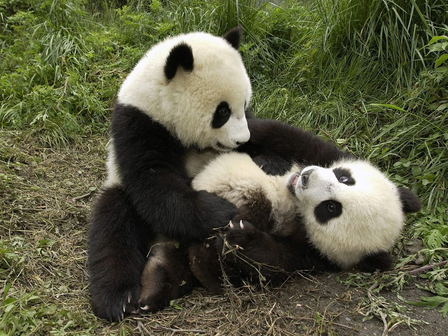 PlayfulPandas.jpg