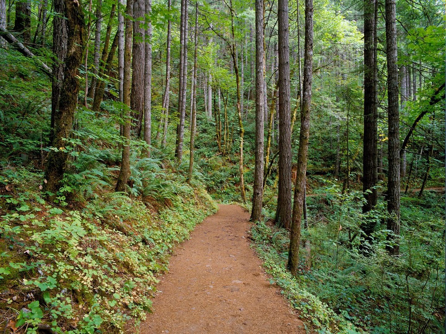 QuietTrailColumbiaRiverGorgeOregon-.jpg