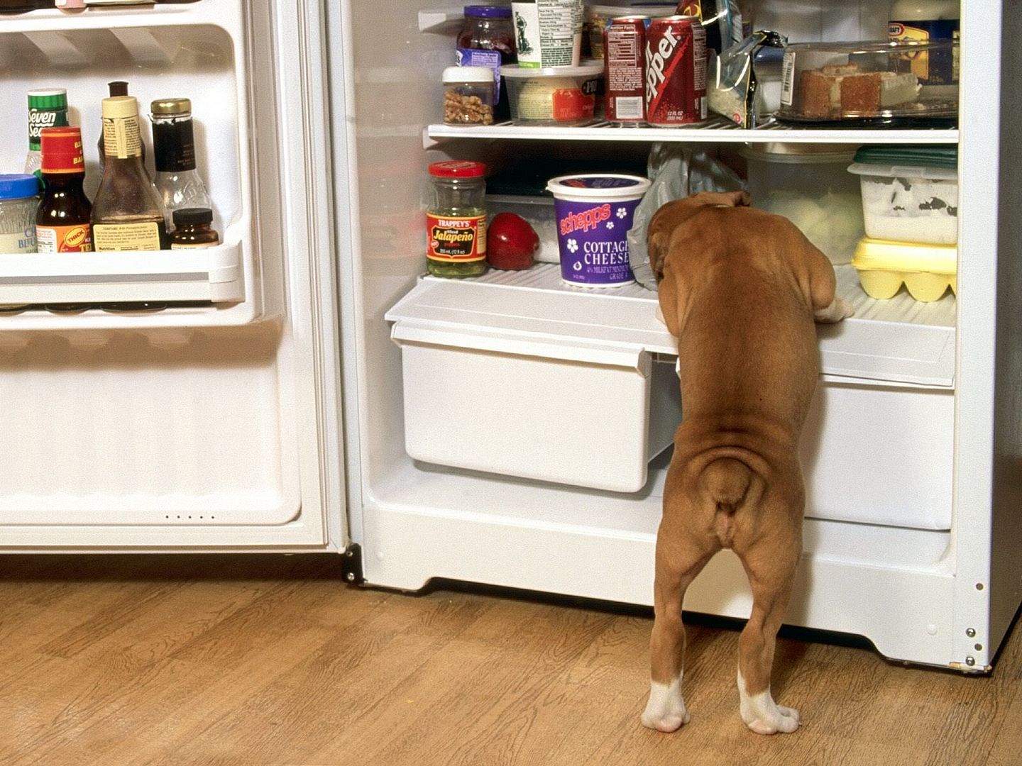 RaidingtheFridgeBoxerPup.jpg