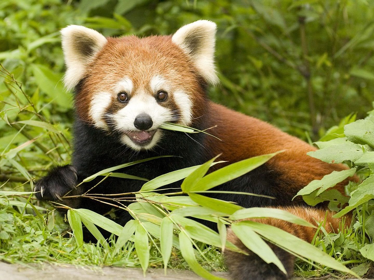 RedPandaEatingBambooWolongNatureReserveSichuanProvinceChina.jpg
