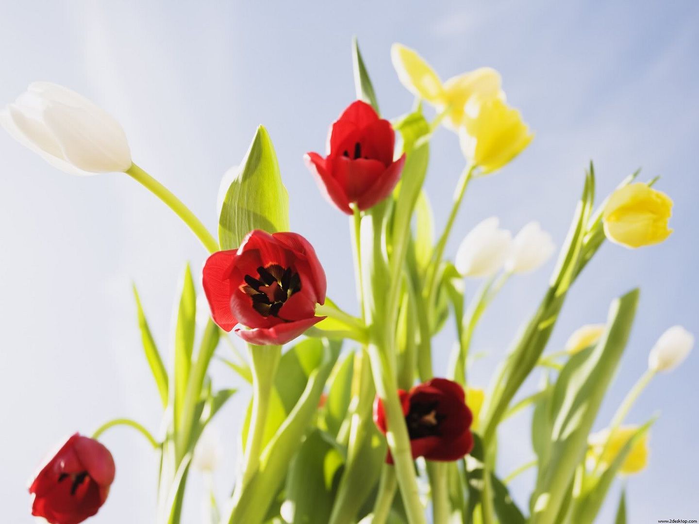 Red_and_Yellow_Flowers_8028_1600_12.jpg