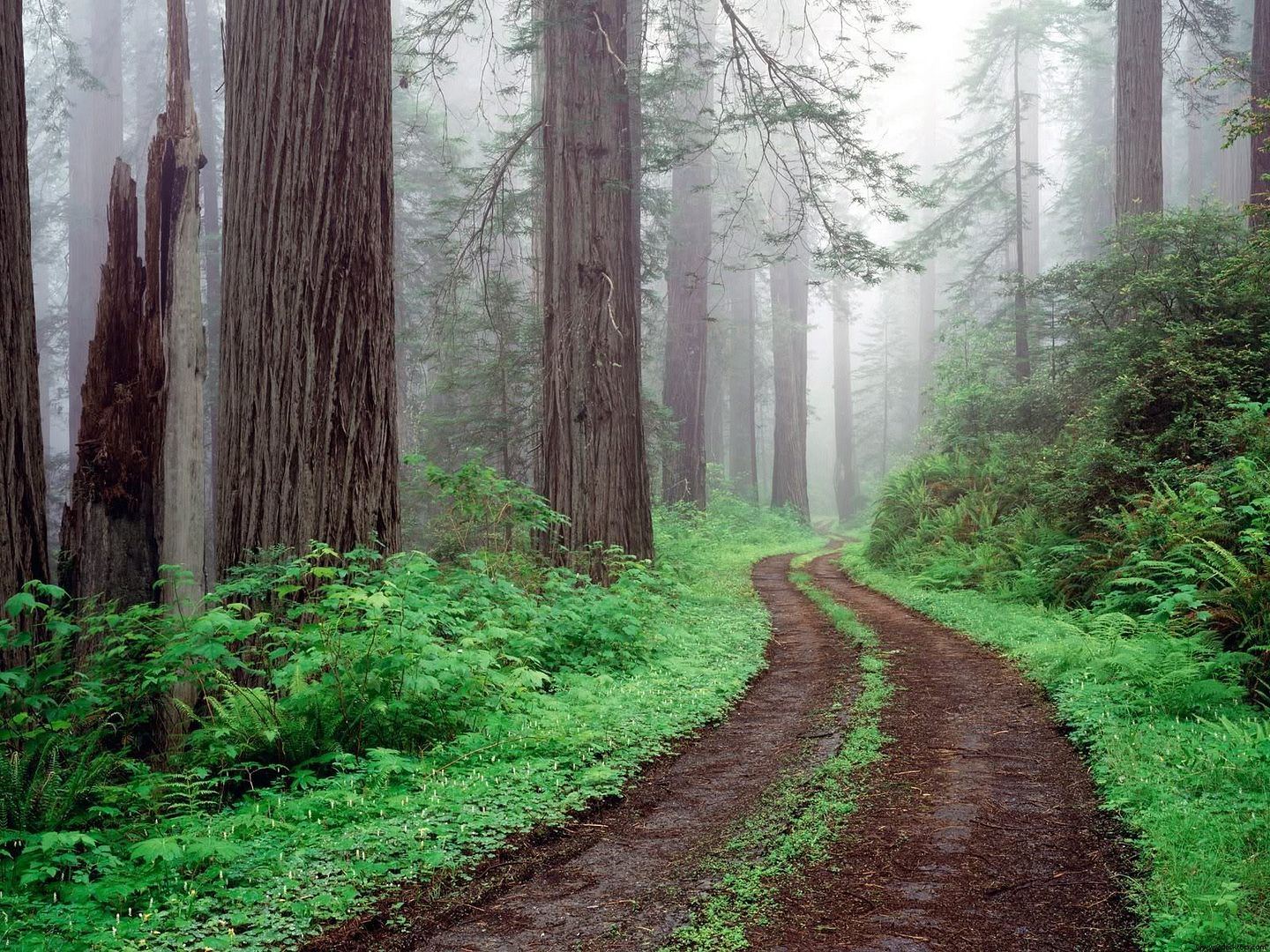 Redwood_National_Park_California_80.jpg