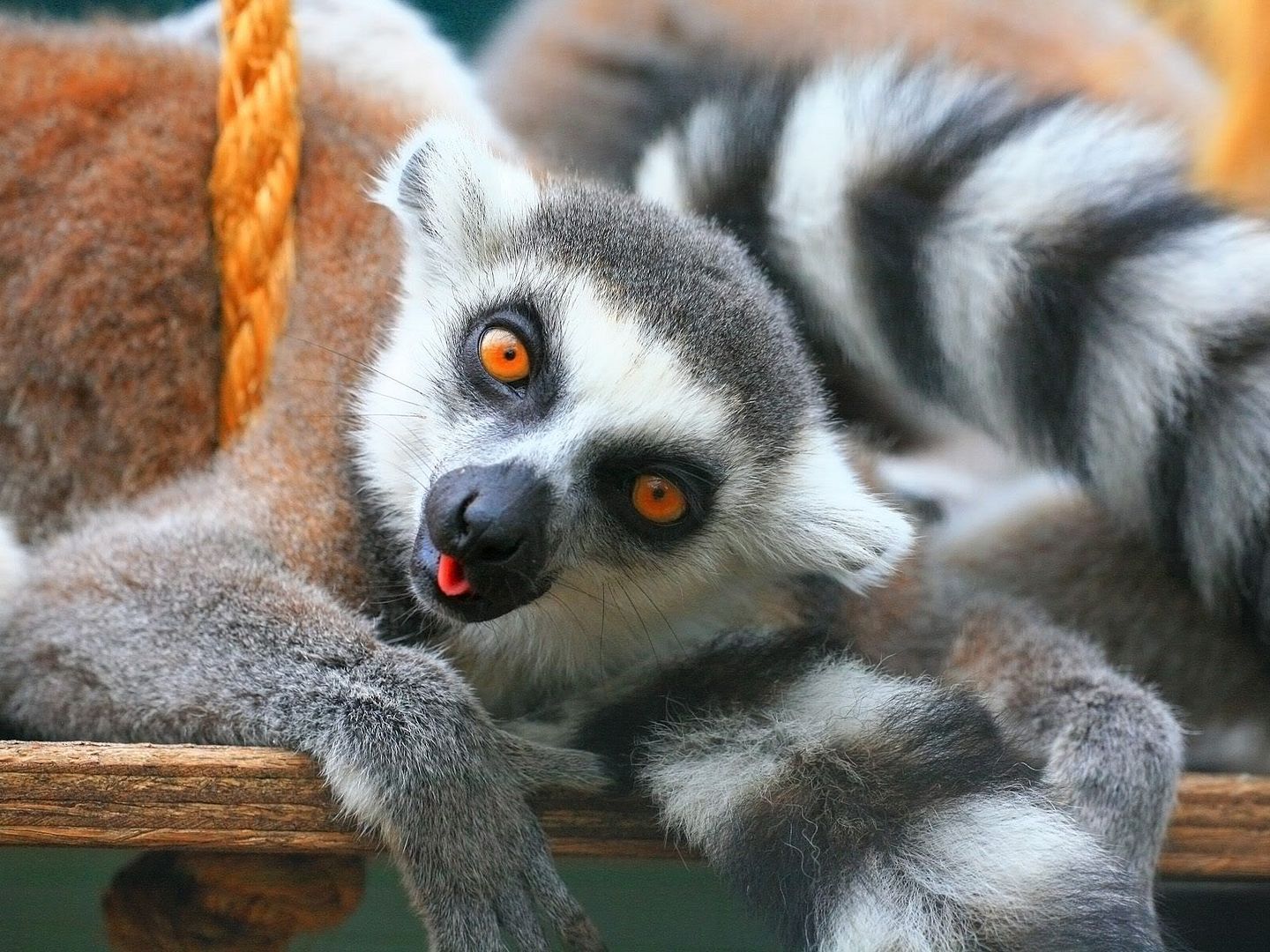 Ring-TailedLemursTropicalWingsWorldofWildlifeSouthWoodhamFerrersEssexEngland.jpg