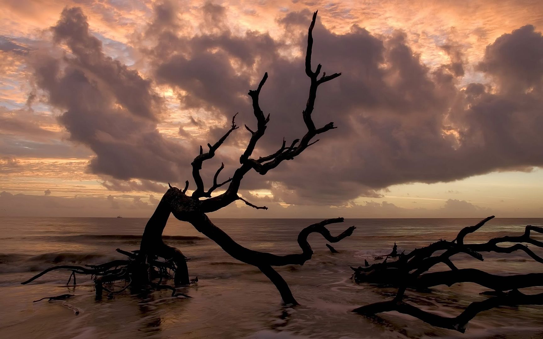Sea_Tree_2560x1600widescreen.jpg