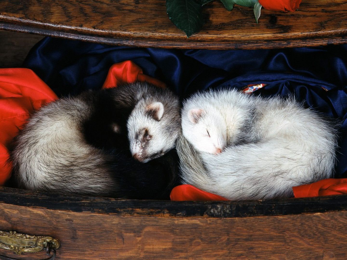 SlumberPartyFerrets.jpg