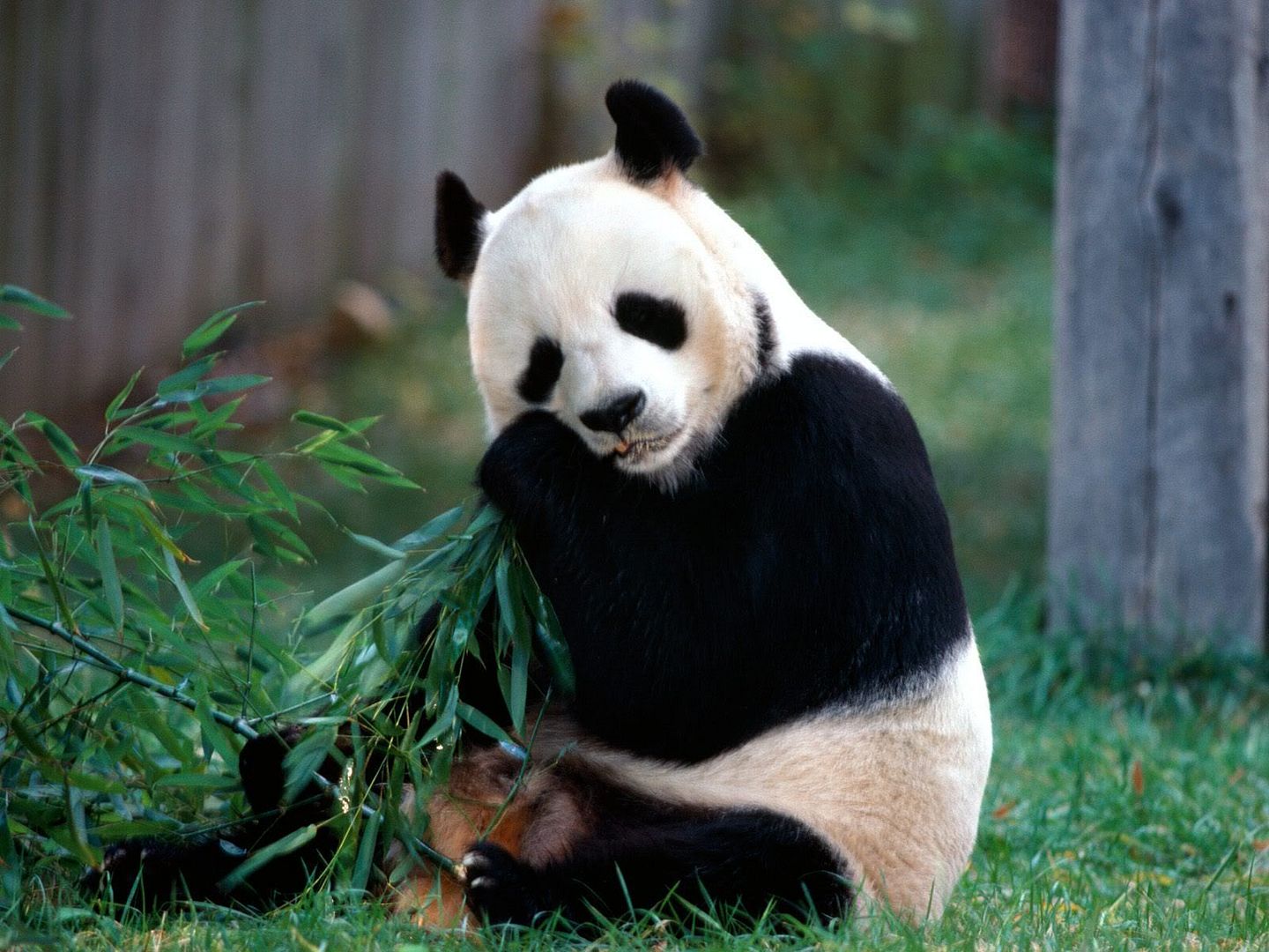 SnackTimePandaBear.jpg