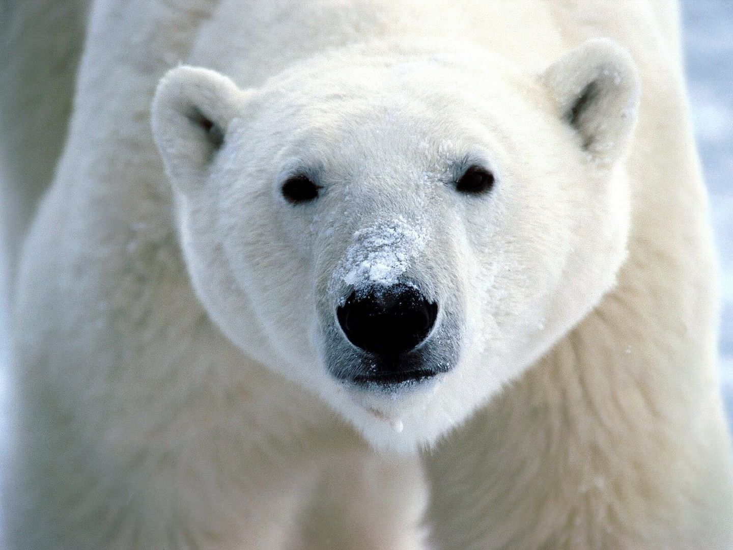 SnowonSnoutPolarBear.jpg