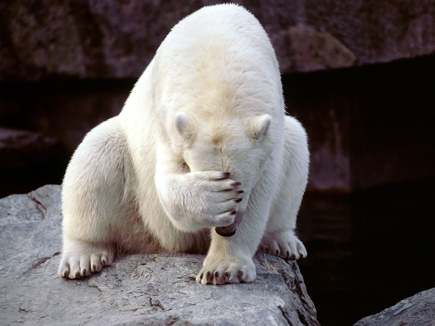 SoEmbearassed.jpg