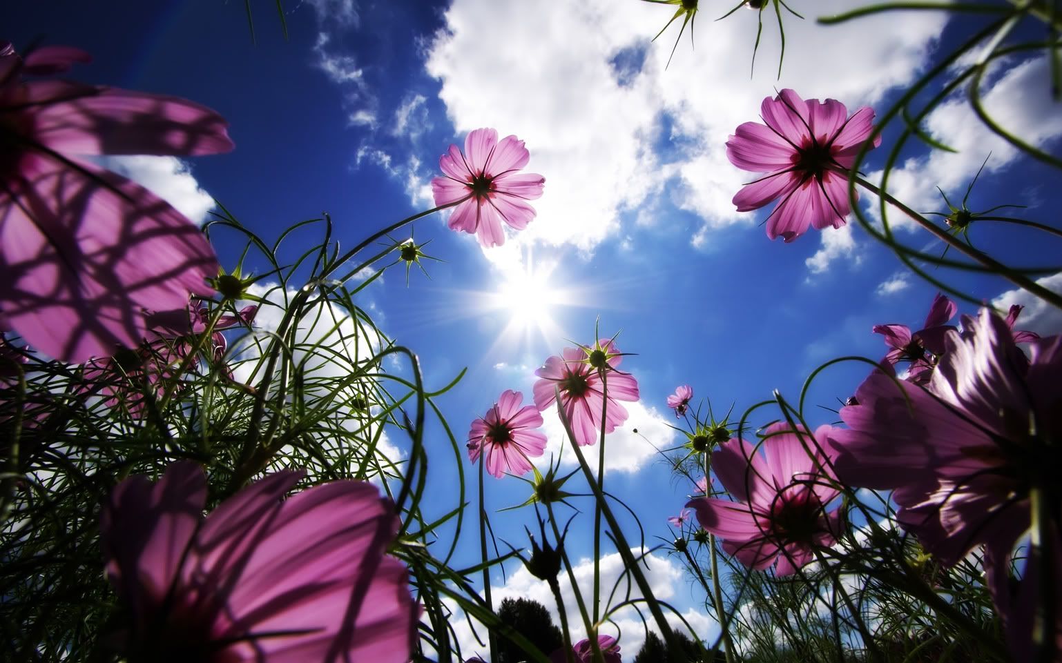 Sunny_Flowers_2560x1600widescreen.jpg