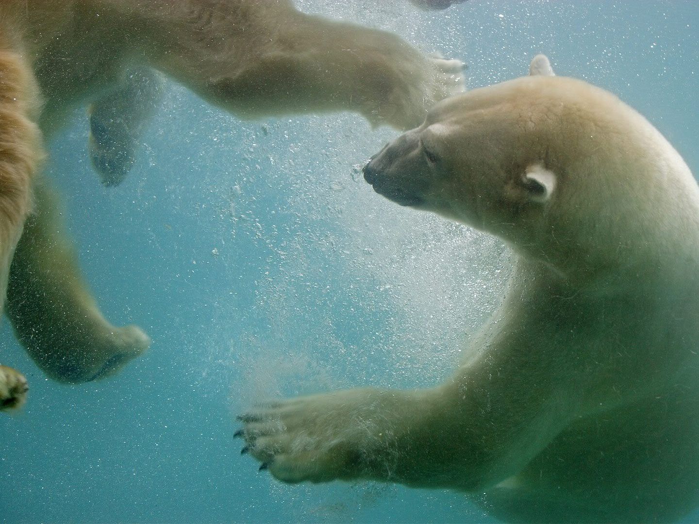SwimmingPolarBearsPointDefianceWashington.jpg