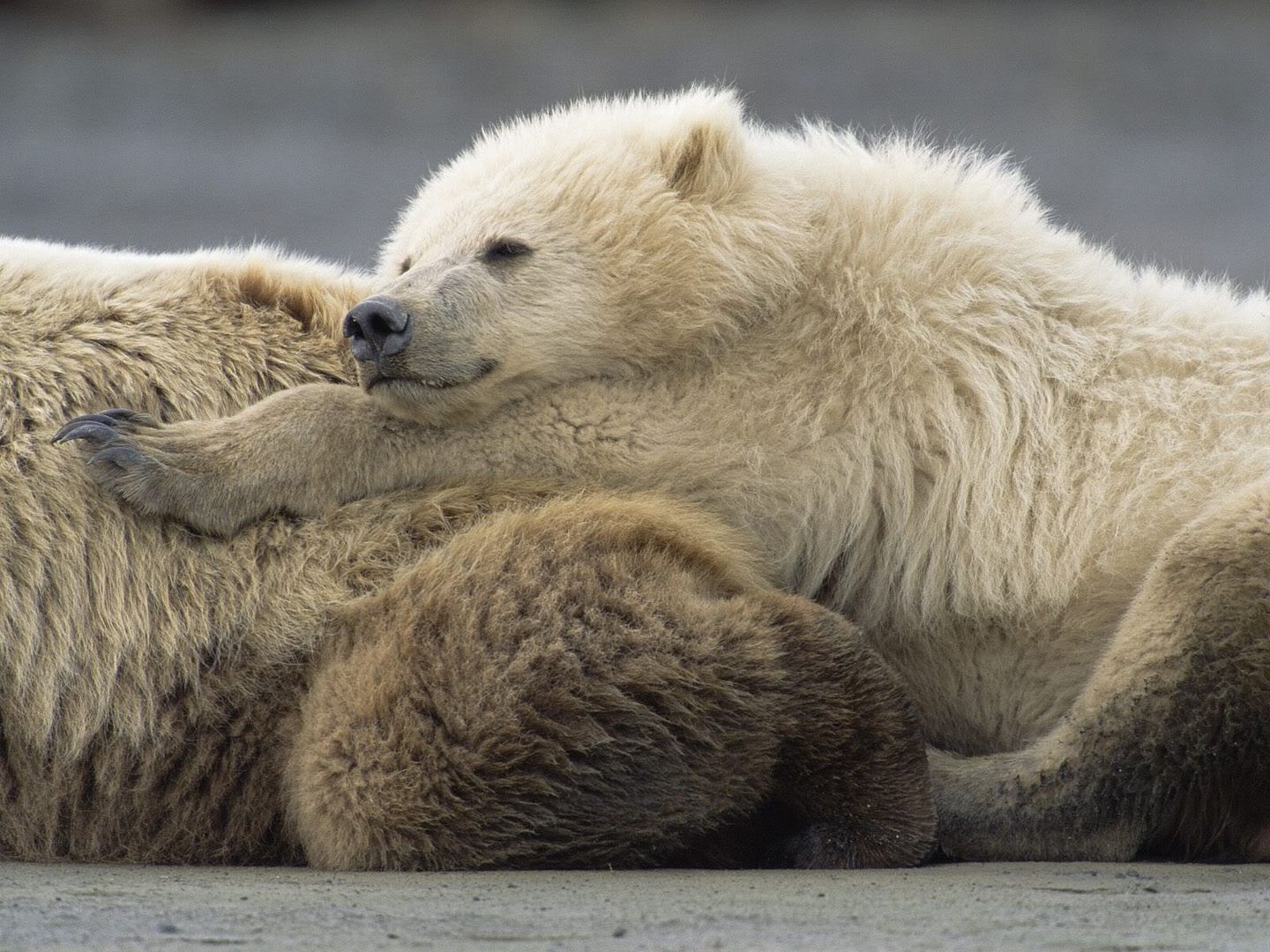 Two-Year-OldMaleandMotherGrizzlyRestingKatmaiNationalParkAlaska.jpg