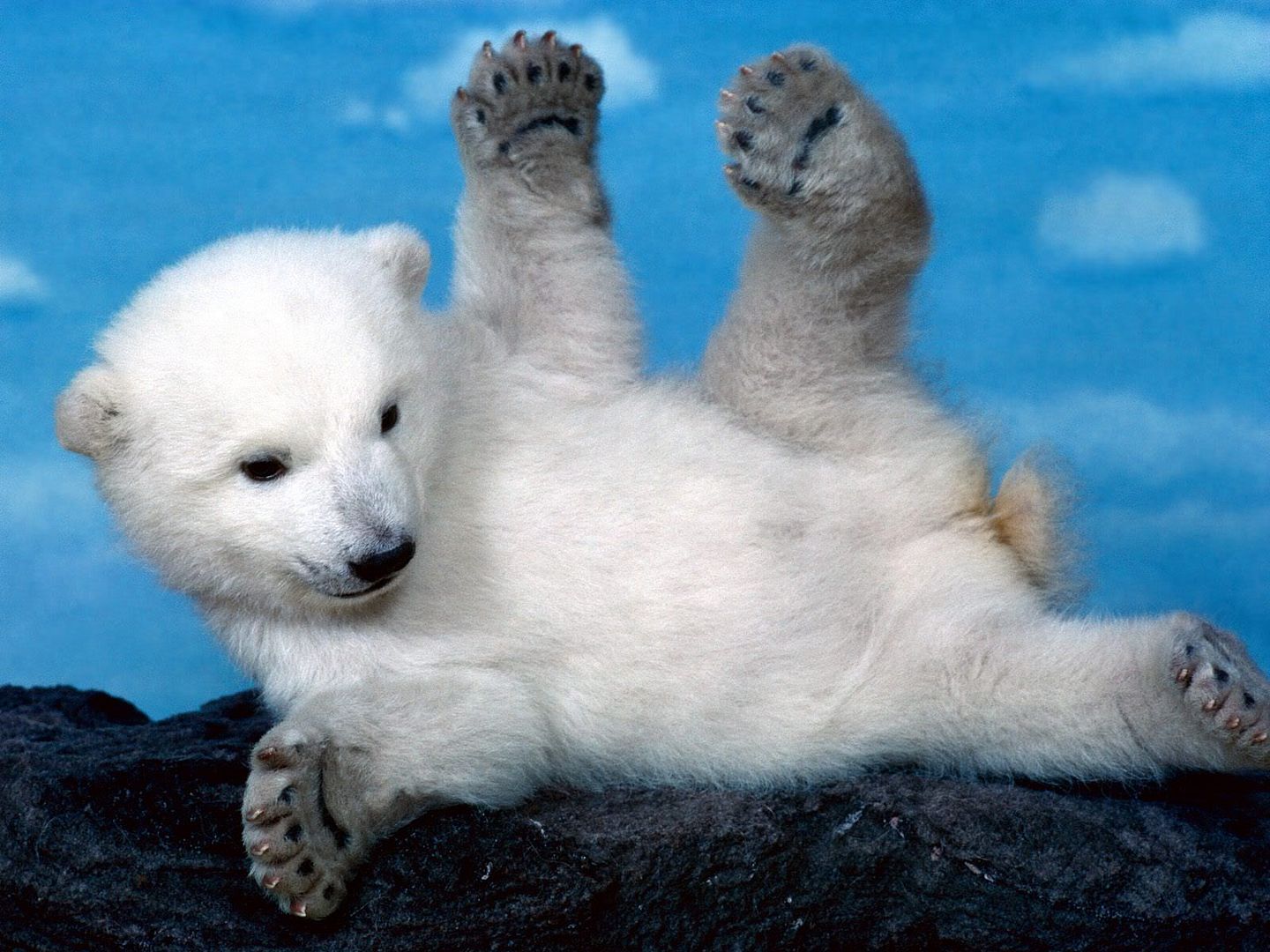 WhoopsPolarBear.jpg