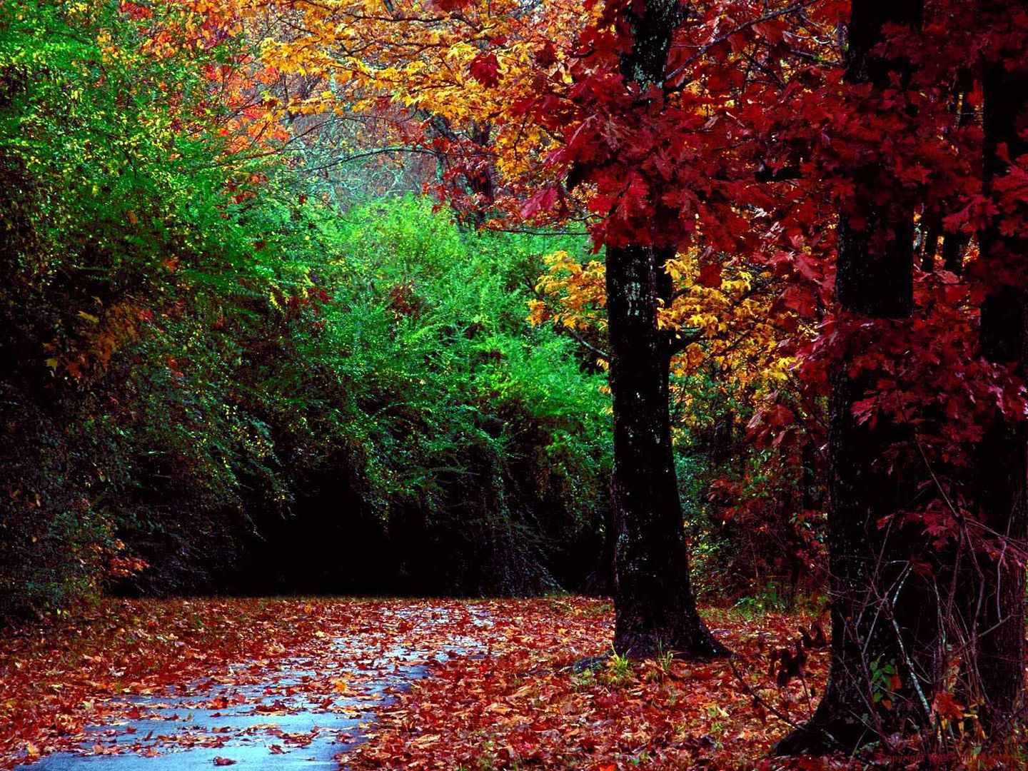 autumn-forest-wallpapers_1066_1600.jpg