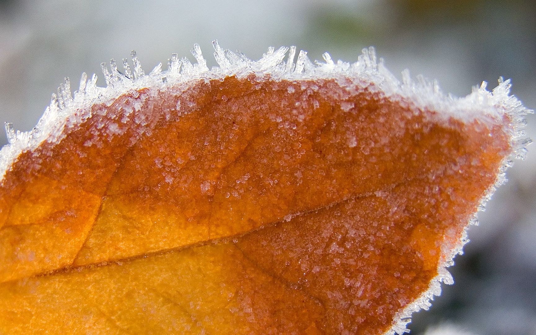 autumn-leaf-wallpapers_4191_1920x12.jpg