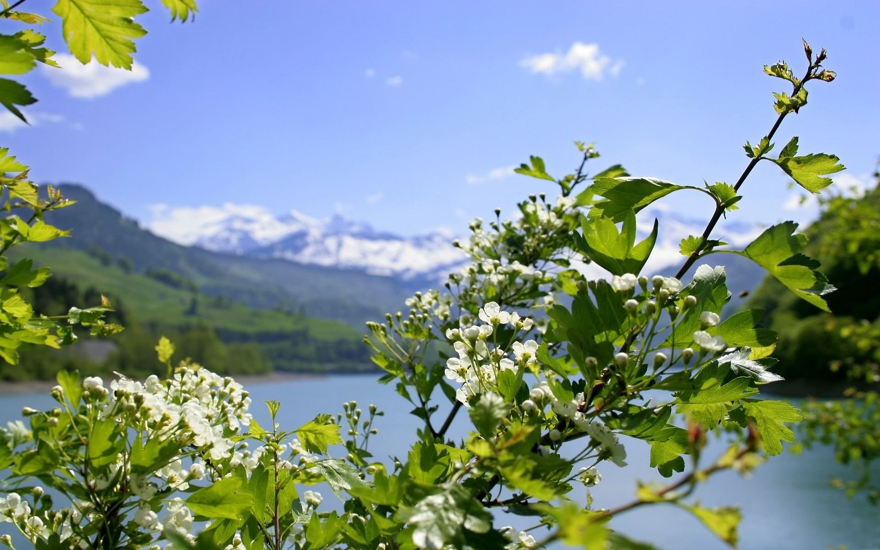 cherry_tree_flowers_1920x1200.jpg