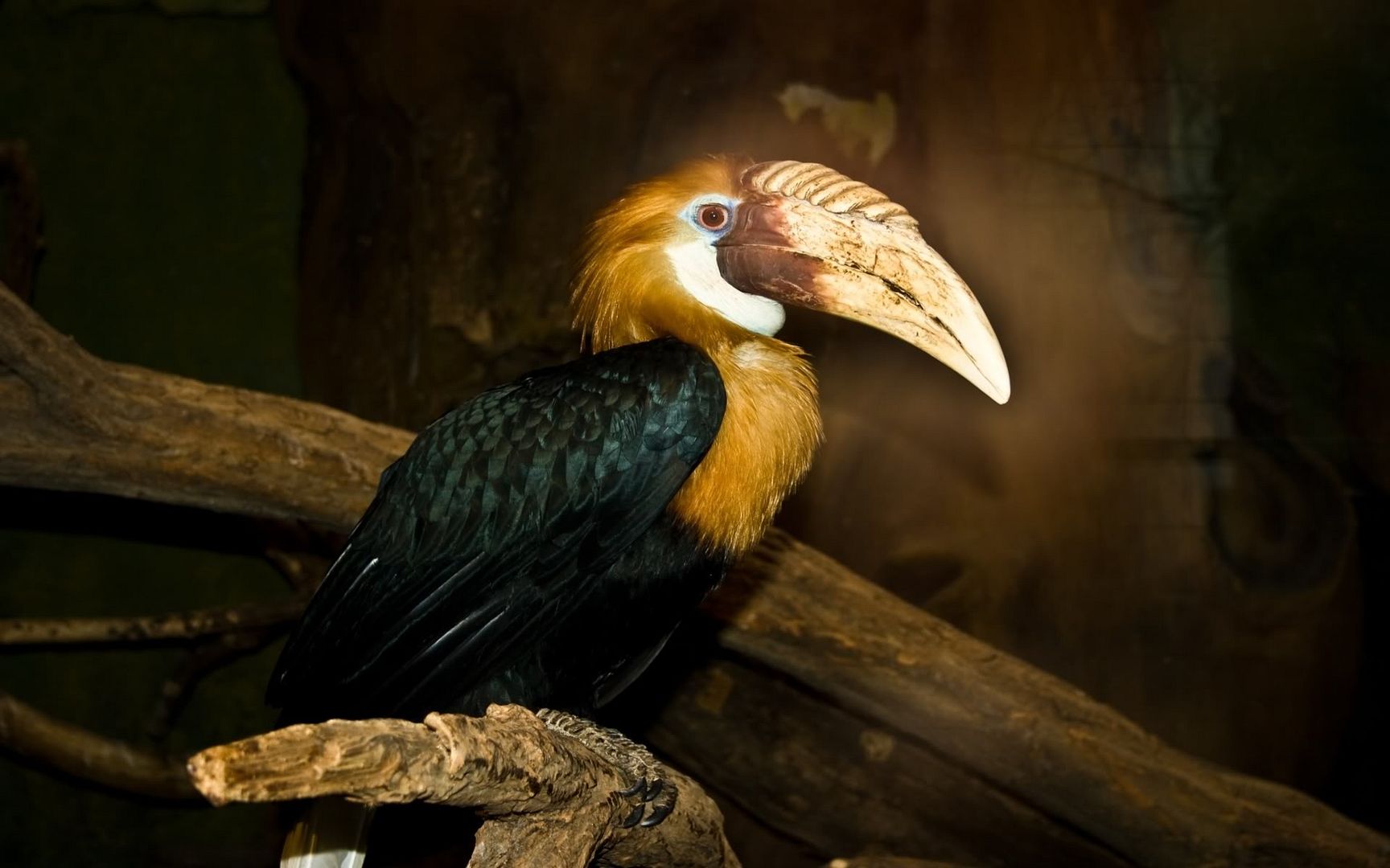 colorful_parrot_1920x1200.jpg