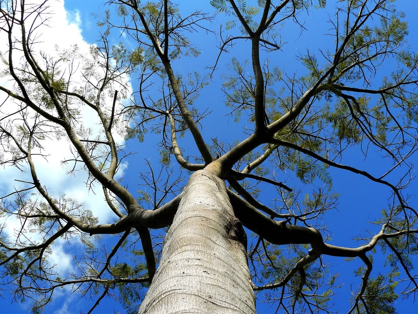 rising-tree-wallpapers_10542_1920x1.jpg