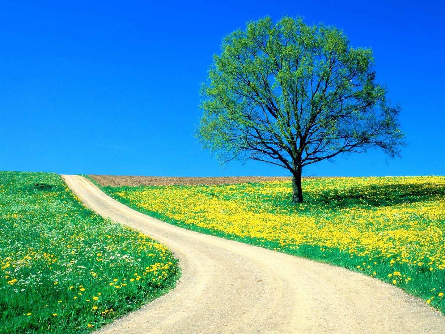spring-road-wallpapers_10568_1600x1.jpg