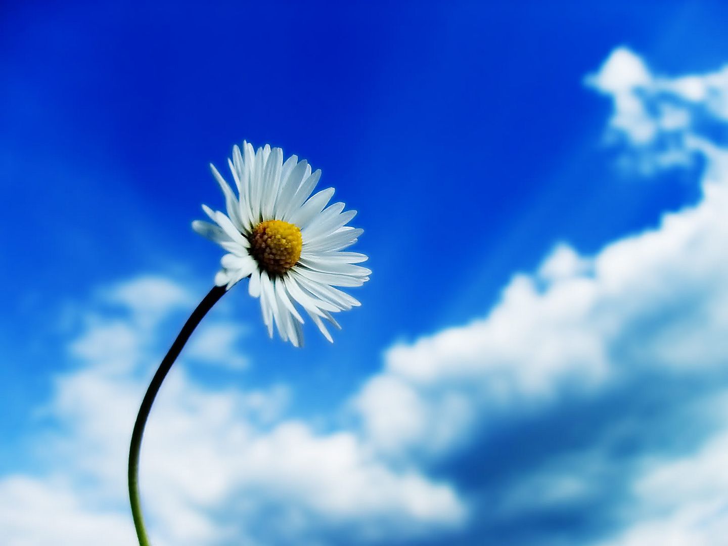 white-daisy-wallpapers_10549_1600x1.jpg