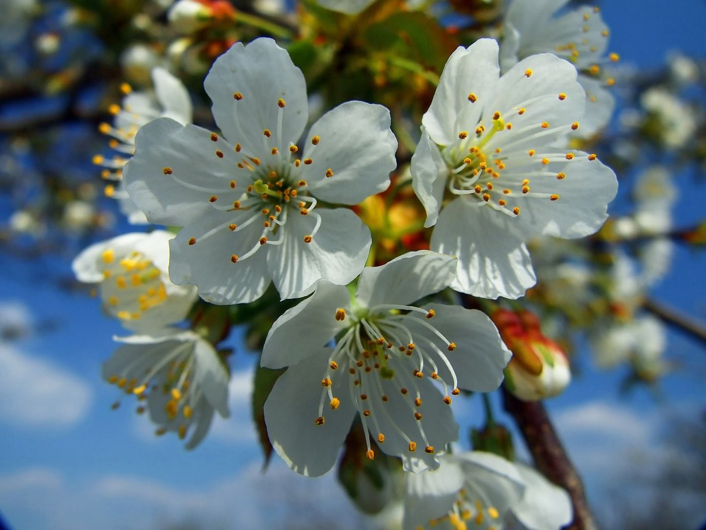 white_cherry_tree_2_1920x1440.jpg
