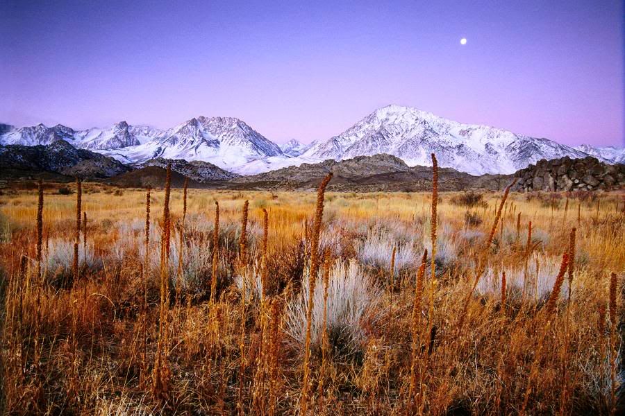 winterdawnbishopcaliforus6.jpg