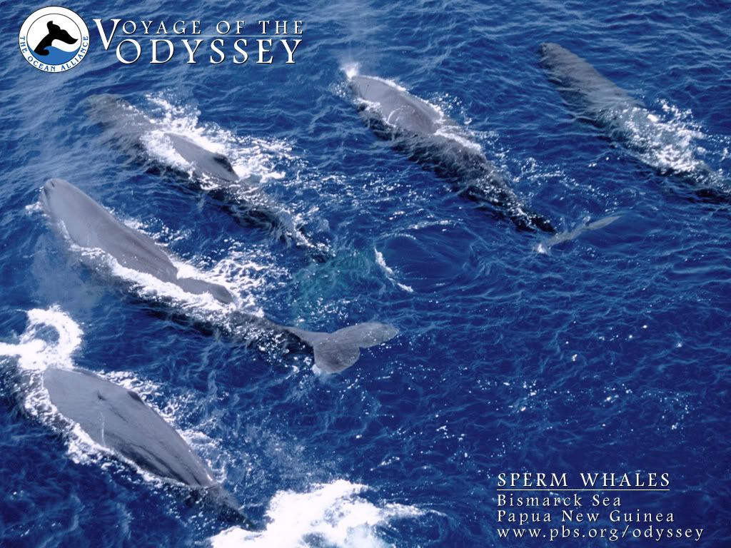 Sperm Whales - Odyssey Voyage