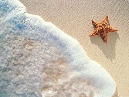 sea star Pictures, Images and Photos