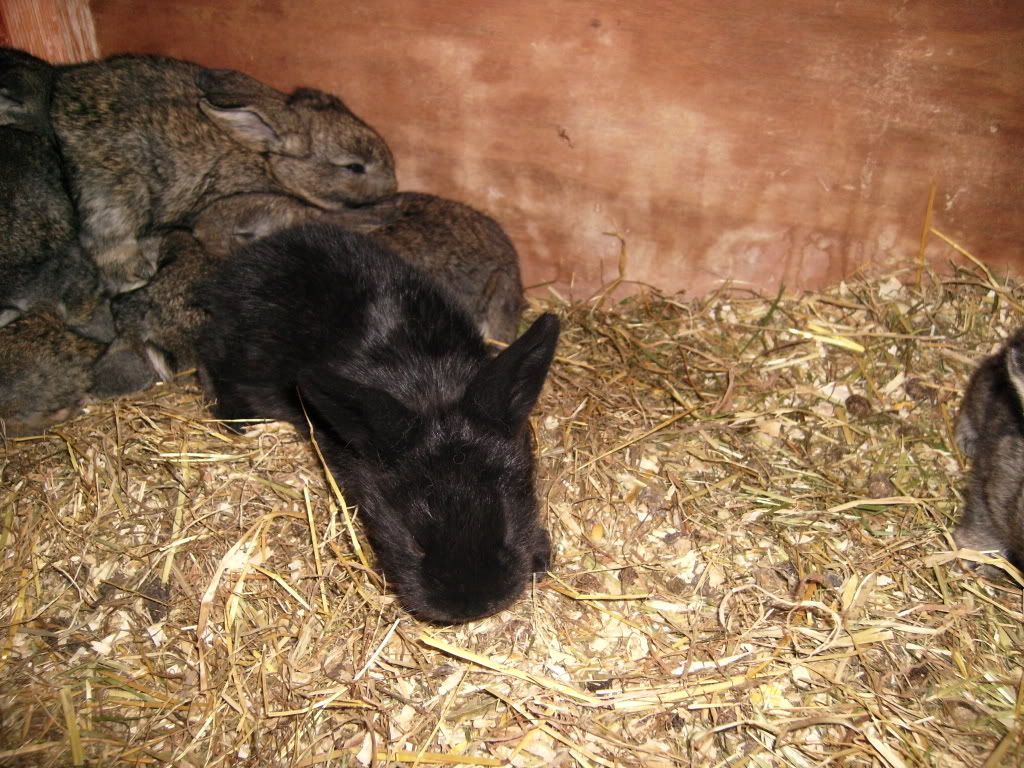 For Sale Baby Rabbits Lancaster Reptile Forums