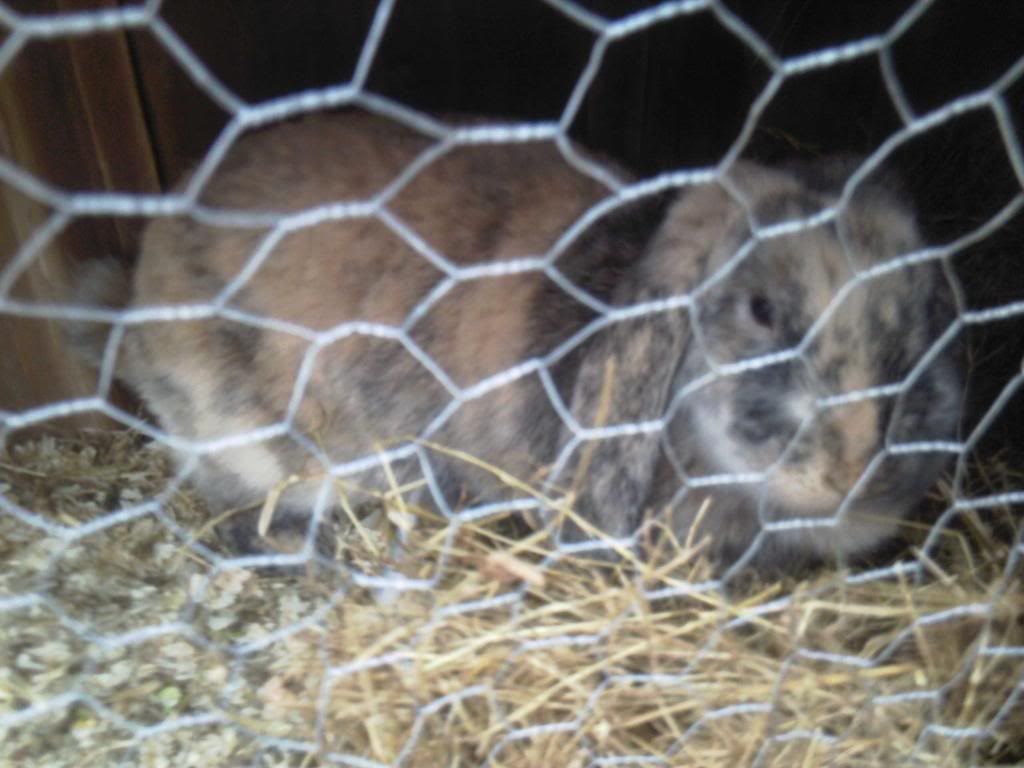 For Sale Baby Rabbits Lancaster Reptile Forums