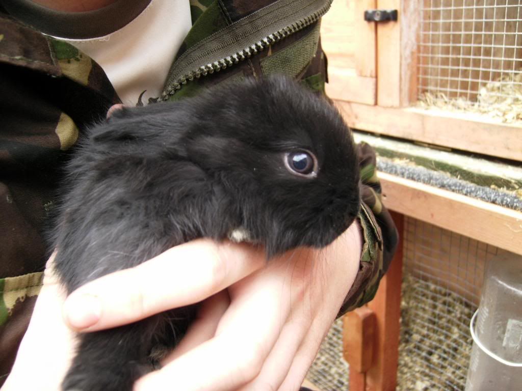 For Sale Baby Rabbits Lancaster Reptile Forums