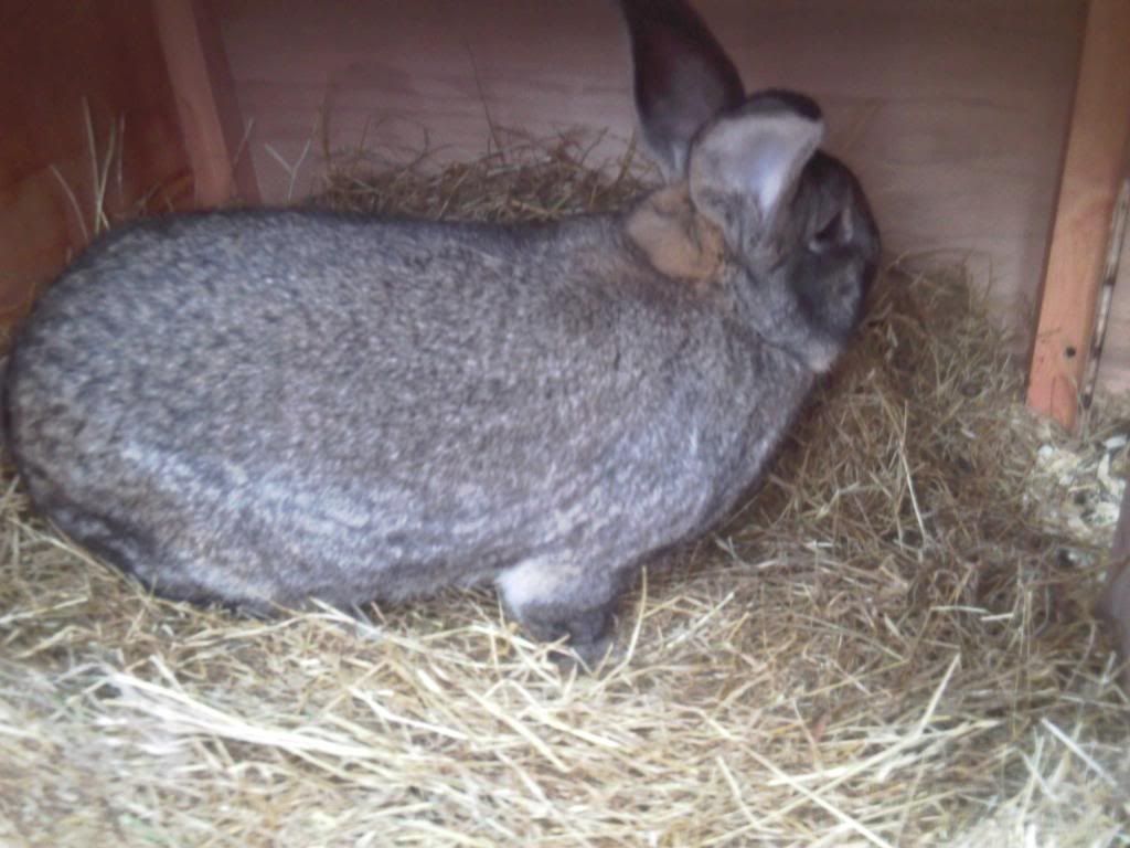 For Sale Baby Rabbits Lancaster Reptile Forums