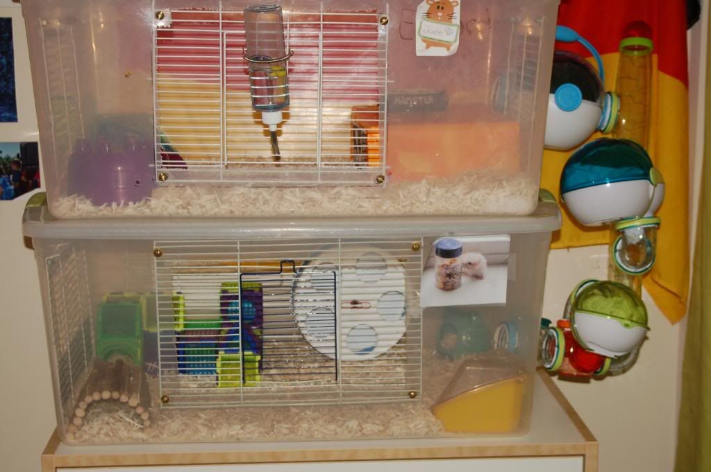 connecting hamster cages