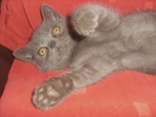 EDDIE064-1.jpg