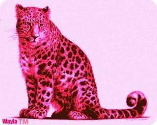 leopard