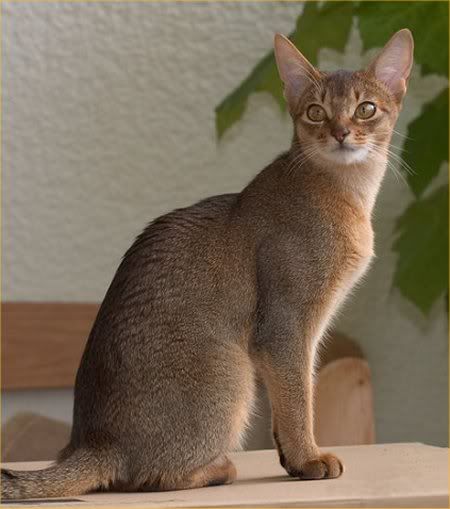 abyssinian-cat-facts-2.jpg